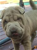chinese shar pei puppy posted by TSArnovick