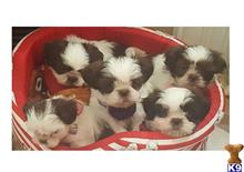 shih tzu puppy posted by TSpuppymom