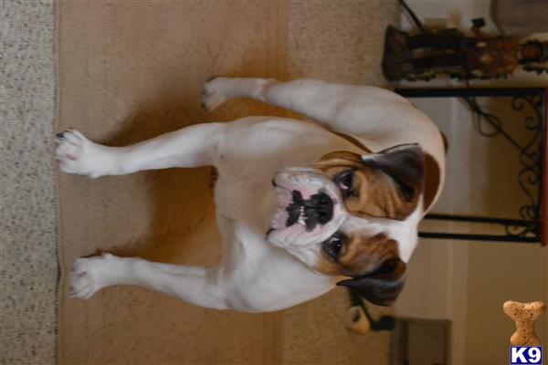 How To Register A Service Dog In Maryland How To Register A Service Dog In Maryland