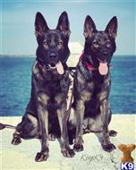 german shepherd puppy posted by Taikosmom07