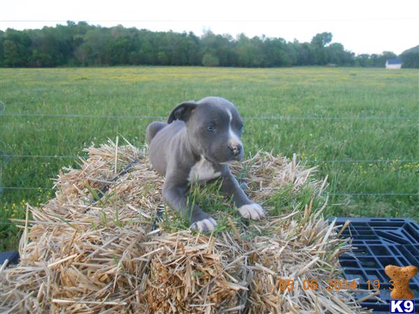 pitbull puppies for sale in tn american pit bull puppies for sale in tennessee pitbull puppies for sale in tn american pit bull puppies for sale in tennessee