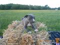 american pit bull puppy posted by Tammy1228