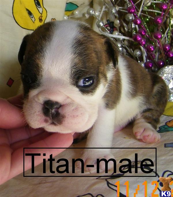 bulldog puppy posted by Tammysbullies
