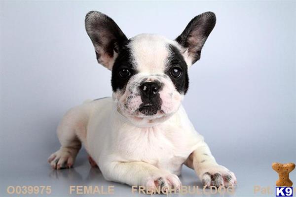 french bulldog puppy posted by TaniaSdpuppy