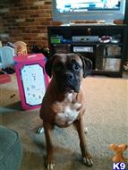 Boxer