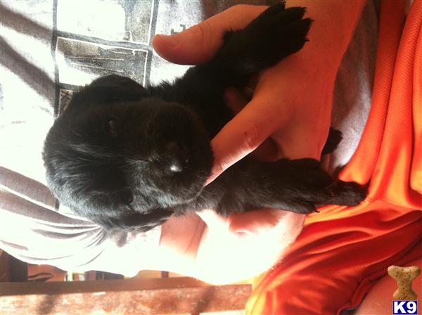 labradoodle puppy posted by Tashawagers123
