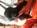 labradoodle puppy posted by Tashawagers123