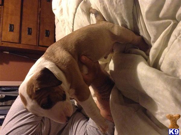 bull terrier puppy posted by TazSkye