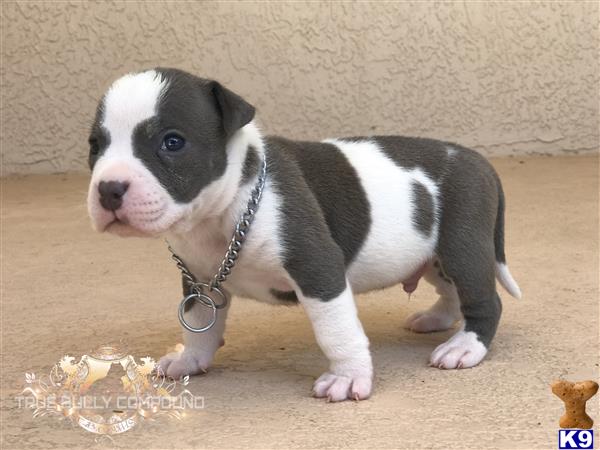 American Bully puppy for sale