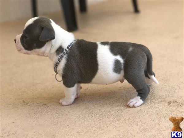 American Bully puppy for sale