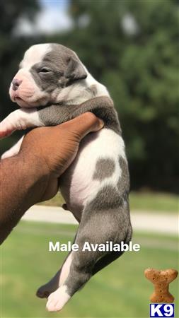 American Bully puppy for sale