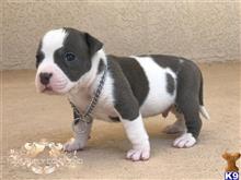 american bully puppy posted by Tbcbullies
