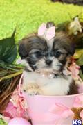 shih tzu puppy posted by TeacupPuppies