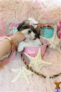 shih tzu puppy posted by TeacupPuppies