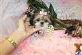 shih tzu puppy posted by TeacupPuppies