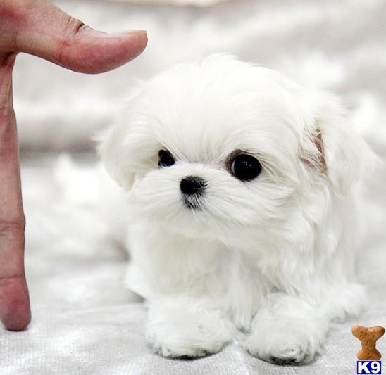 dogs for sale in arkansas maltipoo puppies for free adoption breeds picture breeds picture dogs for sale in arkansas maltipoo puppies for free adoption breeds picture breeds picture
