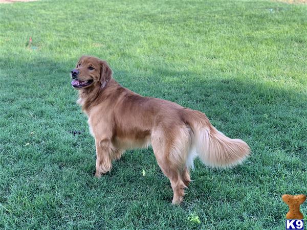 teddy golden retriever