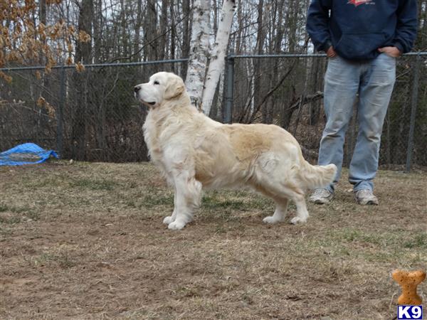 montego golden retrievers golden retriever stud ch montego silvermist 11 years montego golden retrievers golden retriever stud ch montego silvermist 11 years