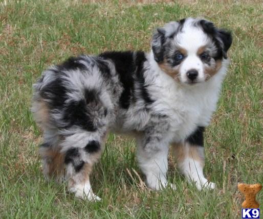 Mini Australian Shepherd