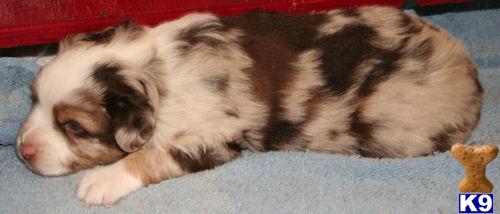 miniature australian shepherd puppy posted by TexasLL