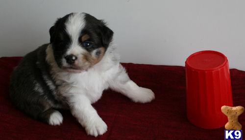 miniature australian shepherd puppy posted by TexasLL