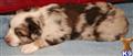 miniature australian shepherd puppy posted by TexasLL