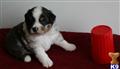 miniature australian shepherd puppy posted by TexasLL