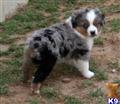 miniature australian shepherd puppy posted by TexasLL