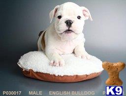english bulldog puppy posted by Tfancypuppy