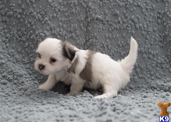 coton de tulear puppies price coton de tulear puppy for sale stella 4 years coton de tulear puppies price coton de tulear puppy for sale stella 4 years