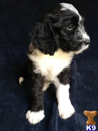 Bernedoodle puppy for sale