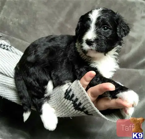 Bernedoodle puppy for sale