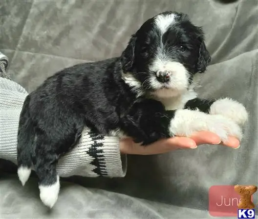 Bernedoodle puppy for sale