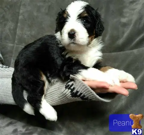 Bernedoodle puppy for sale