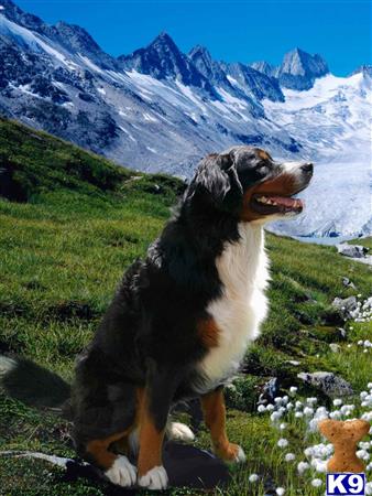 ThatLuckyDog Picture 1