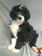 bernedoodle puppy posted by ThatLuckyDog