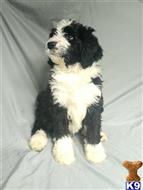bernedoodle puppy posted by ThatLuckyDog