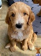 goldendoodles puppy posted by TheDoodleStud