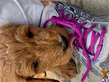goldendoodles puppy posted by TheDoodleStud