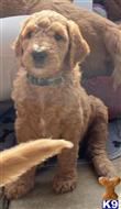 goldendoodles puppy posted by TheDoodleStud