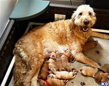 goldendoodles puppy posted by TheDoodleStud