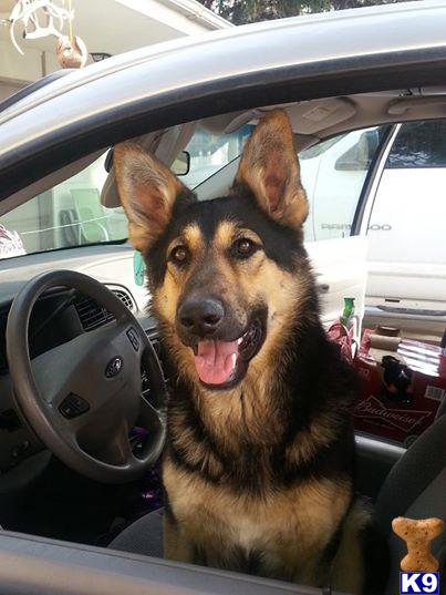german shepherd puppy posted by TheKnollGermanShepherds