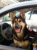 german shepherd puppy posted by TheKnollGermanShepherds