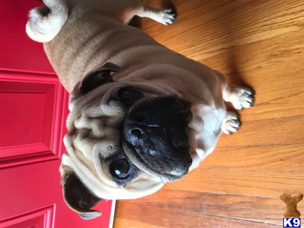 ThePugLife Picture 1