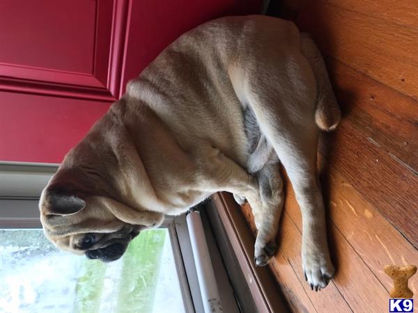 ThePugLife Picture 2