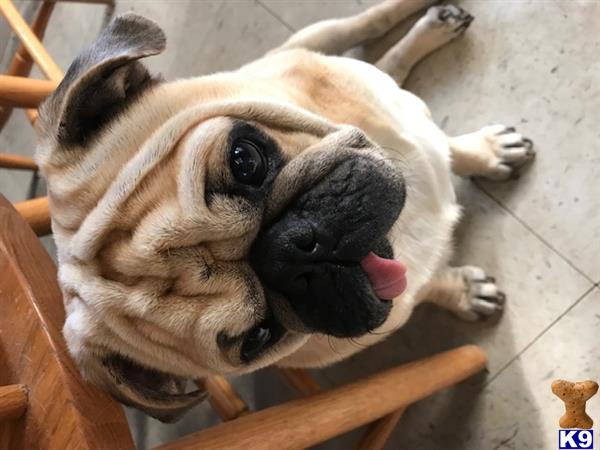 ThePugLife Picture 3