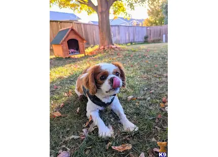 Prince Oliver Lee  available Cavalier King Charles Spaniel puppy located in WICHITA