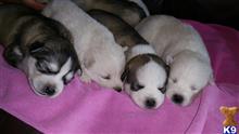 siberian husky puppy posted by Thelmaz