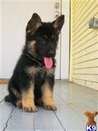 german shepherd puppy posted by Thomas0875524