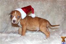 american bully puppy posted by TillmanKennels